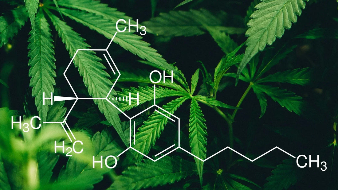 Descubriendo el CBD: Una Mirada Profunda al Cannabidiol