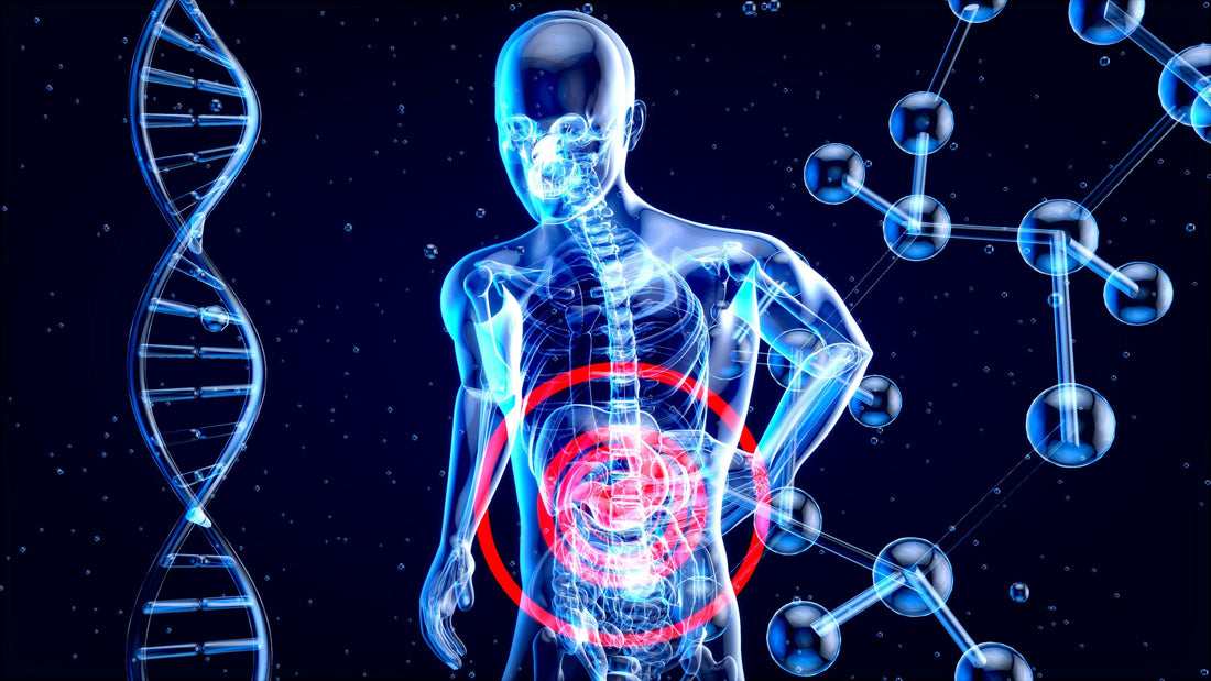 CBD y CBG: La ciencia revela su potencial contra el hígado graso y para tu salud metabólica